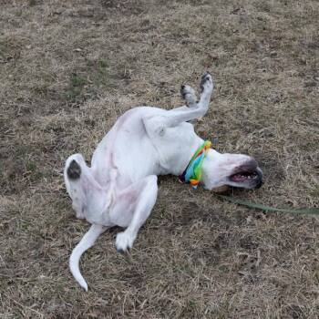 Hound and Shar Pei Dogs Available for Adoption in Des Moines, Iowa - Sonny | PetCurious