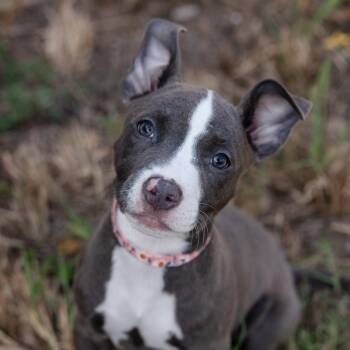 Montana -  Pit Bull Terrier and French Bulldog Dog for Adoption in Pflugerville, Texas - Montana | PetCurious