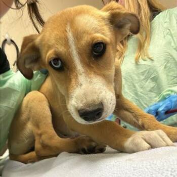 Cheddar -  Husky and Mixed Breed Dog for Adoption in Tempe, Arizona - Cheddar | PetCurious