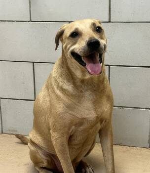 Kash Kow -  Mixed Breed Dog for Adoption in Nashville, Tennessee - Kash Kow | PetCurious