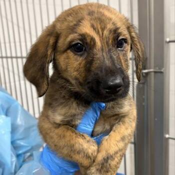 Crisp -  Shepherd and Mixed Breed Dog for Adoption in Kansas City, Missouri - Crisp | PetCurious