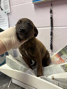 Mixed Breed Dogs Available for Adoption in Jacksonville, Florida - ESPERANAZA | PetCurious