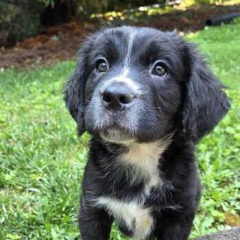 Truffles -  Bernese Mountain Dog and Saint Bernard Dog for Adoption in Johnson City, Tennessee - Truffles | PetCurious