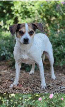 Beagle and Pug Dogs Available for Adoption in Troutman, North Carolina - JAZMINE | PetCurious