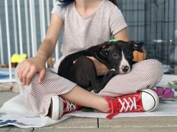 Cargohold -  Mixed Breed Dog for Adoption in Chamblee, Georgia - Cargohold | PetCurious
