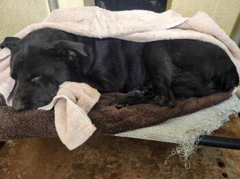 Labrador Retriever and Mixed Breed Dogs Available for Adoption in Athens, Alabama - LAZARUS STRAY HOLD UNTIL 5/28 | PetCurious