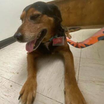 Mixed Breed Dogs Available for Adoption in Verona, New Jersey - Webo | PetCurious