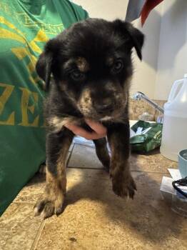 Robert -  Australian Cattle Dog Blue Heeler Dog for Adoption in Vancouver, Washington - Robert | PetCurious