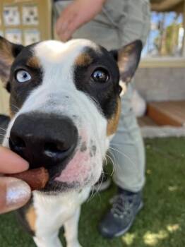 Tango -  Bull Terrier Dog for Adoption in Phoenix, Oregon - Tango | PetCurious