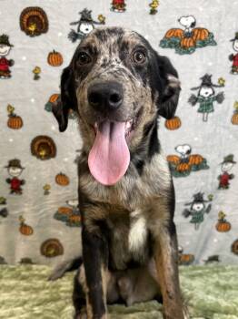 261369  Lucky -  Catahoula Leopard Dog Dog for Adoption in Wetumpka, Alabama - 261369  Lucky | PetCurious