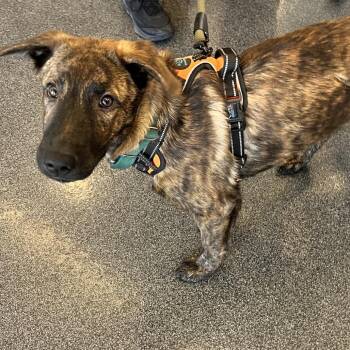 Mixed Breed Dogs Available for Adoption - Rocky | PetCurious