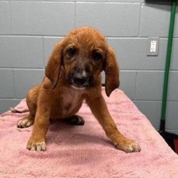 Audrey -  Hound and Mixed Breed Dog for Adoption in Kansas City, Missouri - Audrey | PetCurious