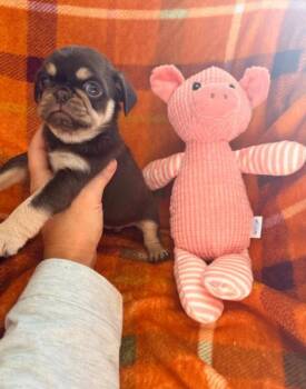 Dumplin -  Pug Dog for Adoption in Norco, California - Dumplin | PetCurious
