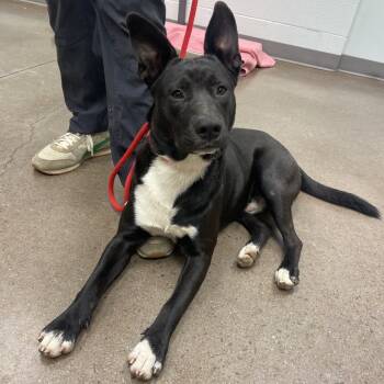 Rescue Shepherd and Black Labrador Retriever Dogs for Adoption in Chattanooga, Tennessee - Keaton | PetCurious