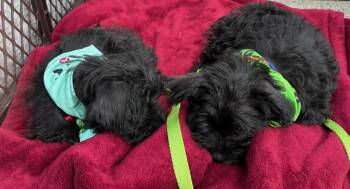 Shih Tzu Dogs Available for Adoption in Plymouth, Connecticut - Sprocket | PetCurious