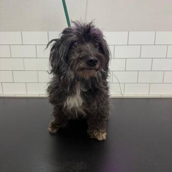 Mozart -  Terrier Dog for Adoption in Dallas, Texas - Mozart | PetCurious