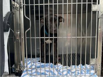 POOKIE -  Mixed Breed Dog for Adoption in West Palm Beach, Florida - POOKIE | PetCurious