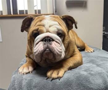 WAGYU- PENDING ADOPTION -  English Bulldog Dog for Adoption in Redlands, California - WAGYU- PENDING ADOPTION | PetCurious