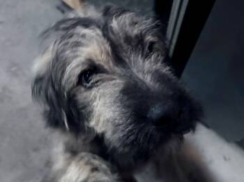 Rescue Wirehaired Terrier and Poodle Dogs for Adoption in Thompson Falls, Montana - Lucky | PetCurious