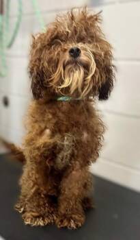 Bram -  Poodle Dog for Adoption in Minneapolis, Minnesota - Bram | PetCurious