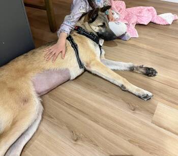 Shepherd Dogs Available for Adoption in Bothell, Washington - Lovey | PetCurious