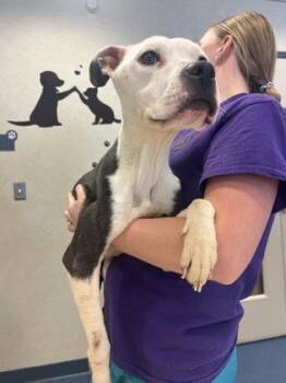 Pit Bull Terrier and Mixed Breed Dogs Available for Adoption in King William, Virginia - Seal | PetCurious