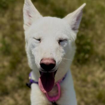 Snow White -  Mixed Breed Dog for Adoption in Matteson, Illinois - Snow White | PetCurious