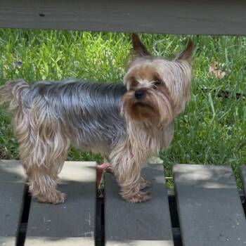 Bonnie Kate -  Yorkshire Terrier Dog for Adoption in Houston, Texas - Bonnie Kate | PetCurious