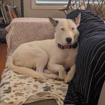 Jade -  Husky Dog for Adoption in Pflugerville, Texas - Jade | PetCurious