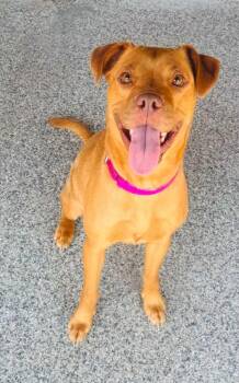 Daisy -  Pit Bull Terrier and Vizsla Dog for Adoption in Plymouth, Connecticut - Daisy | PetCurious
