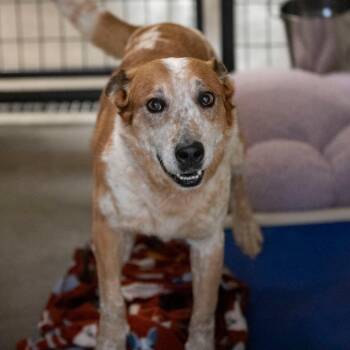 Spike (JA26-152) -  Cattle Dog Dog for Adoption in Peyton, Colorado - Spike (JA26-152) | PetCurious