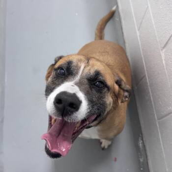 Labrador Retriever and Pit Bull Terrier Dogs Available for Adoption in Troy, Virginia - Horchata | PetCurious