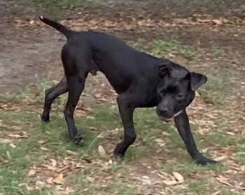 Castle -  Terrier and Mixed Breed Dog for Adoption in Conway, South Carolina - Castle | PetCurious