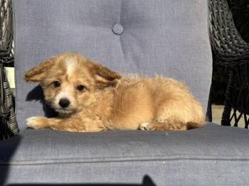 Aussiedoodle and Maltipoo Dogs Available for Adoption - Pooh Bear | PetCurious