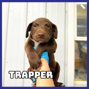 Trapper -  Chocolate Labrador Retriever Dog for Adoption in Glenwood, Minnesota - Trapper | PetCurious