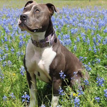 Selma -  Pit Bull Terrier Dog for Adoption in Klein, Texas - Selma | PetCurious