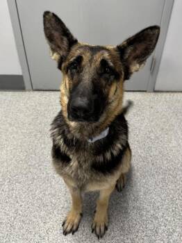 Rescue German Shepherd Dog Dogs for Adoption in Orland Hills, Illinois - Wendy | PetCurious