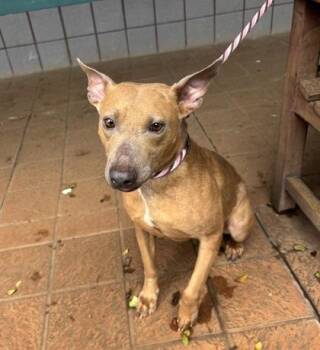 Terrier and Mixed Breed Dogs Available for Adoption - Kitty | PetCurious