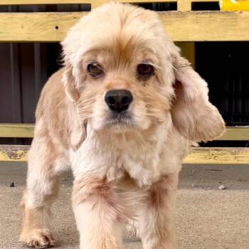 Keely - Missouri (AG26-83) -  Cocker Spaniel and None Dog for Adoption in Peyton, Colorado - Keely - Missouri (AG26-83) | PetCurious