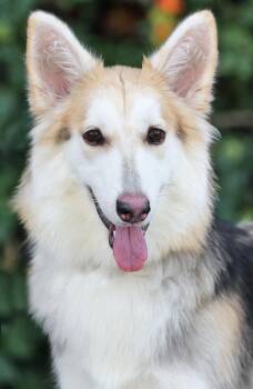 Sky von Selk -  German Shepherd Dog and Collie Dog for Adoption in Los Angeles, California - Sky Von Selk | PetCurious