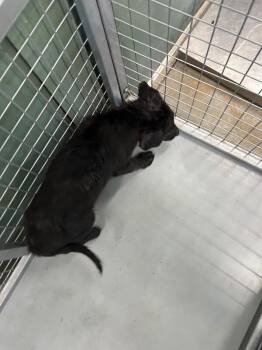 Luigi -  Mixed Breed Dog for Adoption in Hobbs, New Mexico - Luigi | PetCurious