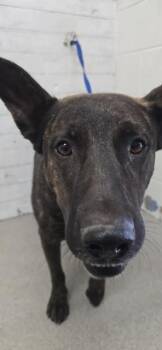 REX -  Belgian Shepherd Malinois Dog for Adoption in San Bernardino, California - REX | PetCurious