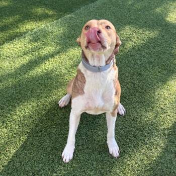 Mixed Breed Dogs Available for Adoption in Batavia, Ohio - Buttercup | PetCurious