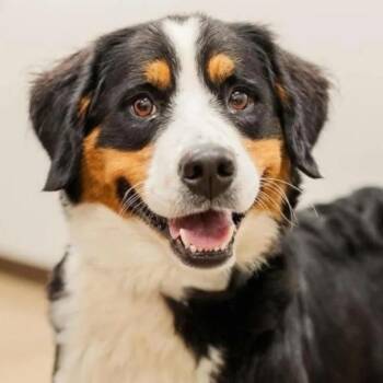Bernice -  Bernese Mountain Dog Dog for Adoption in Normal, Illinois - Bernice | PetCurious