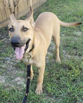 German Shepherd Dog and Hound Dogs Available for Adoption - Tractor | PetCurious