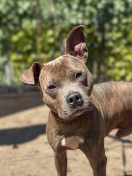 Rescue Mixed Breed Dogs for Adoption in Cincinnati, Ohio - Bogo Logo | PetCurious