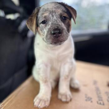 Charlotte -  Australian Cattle Dog Blue Heeler and Great Pyrenees Dog for Adoption in Pflugerville, Texas - Charlotte | PetCurious