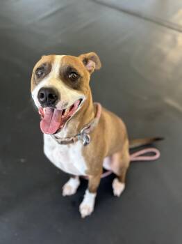 Rescue Pit Bull Terrier Dogs for Adoption in Felton, Pennsylvania - Lucky | PetCurious