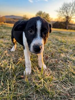 Mixed Breed and Miniature Pinscher Dogs Available for Adoption - Felix | PetCurious