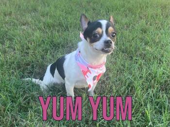 Yum Yum in Texarkana TX -  Chihuahua Dog for Adoption in Texarkana, Texas - Yum Yum In Texarkana TX | PetCurious
